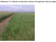 San Luis: los cultivos de cobertura como una estrategia de control de malezas con menor impacto ambiental