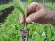 La OCDE sugirió eliminar retenciones y recomendó otras nueve reformas para el agro