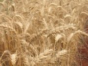 ¿Qué pasará con la venta de trigo a Brasil?