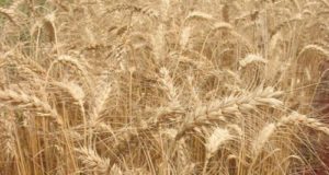 ¿Qué pasará con la venta de trigo a Brasil?