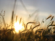 El agro fue proveedor de dólares genuinos en febrero