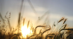 El agro fue proveedor de dólares genuinos en febrero