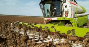 San Luis: con un rinde superior al de las últimas nueve campañas, ya cosecharon el 70% del girasol
