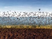 Ratas con alas: utilizarán anticonceptivos para controlar la población de palomas