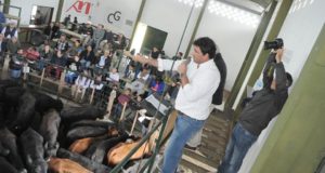 Altos valores para los terneros livianos en el remate de Mondino en Buena Esperanza
