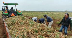 San Luis: “Sol Puntano” cosechó una hectárea de cebolla grano de oro