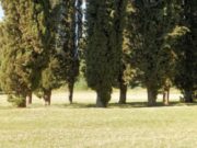 Mendoza será la primera provincia del país en tener un censo de arbolado público