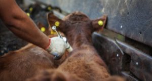 Más de 44 millones de bovinos fueron vacunados contra la fiebre aftosa