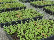 En invierno, las plantas bajan sus defensas contra patógenos