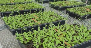 En invierno, las plantas bajan sus defensas contra patógenos