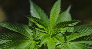 Regulación de la producción de cannabis