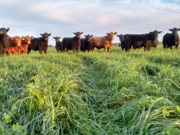 Pastura tóxica: detectan festuca infectada con un hongo