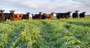 Pastura tóxica: detectan festuca infectada con un hongo