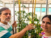 Estudio argentino sienta bases para conocer mejor la capacidad reproductiva de los cultivos