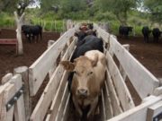 El 3 de abril comienza plan contra brucelosis bovina