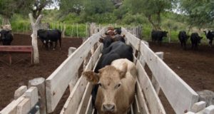El 3 de abril comienza plan contra brucelosis bovina