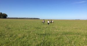 La ganadería le pone límites a la invasión de leñosas en las pampas