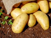 Sientan las bases para lanzar al mercado nuevas variedades de papa