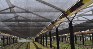 La plasticultura en Argentina: más productividad y menor consumo de recursos