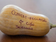 Desarrollarán una nueva semilla a partir del zapallo cokena