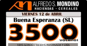 Mondino anuncia 3.500 vacunos para mañana en Buena Esperanza