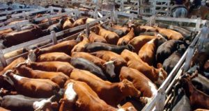 Incremento de hembras preñadas para faena
