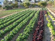 Otoño, un buen momento para rediseñar la huerta