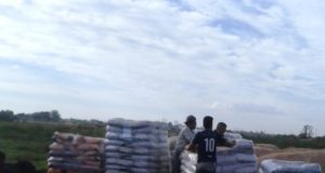 Agroindustria decomisó y destruyó alfalfa transgénica