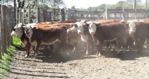 Ayer ingresaron 1.100 animales para la Fiesta del Ternero