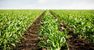 Superávit primario gracias al aporte del agro