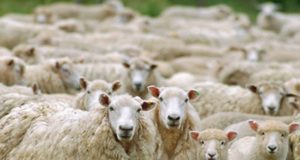 Advierten por la situación de 30 mil ovejas en el sur