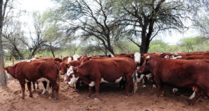 Detectaron un caso de “vaca loca” en Brasil