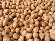 San Luis: comenzó la cosecha de nueces en “Sol Puntano”
