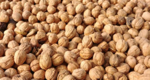 San Luis: comenzó la cosecha de nueces en “Sol Puntano”