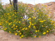 San Luis: control de alcanforillo en pastura de alfalfa consociada con digitaria
