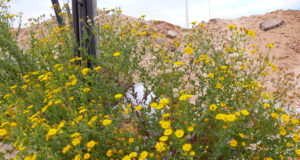 San Luis: control de alcanforillo en pastura de alfalfa consociada con digitaria