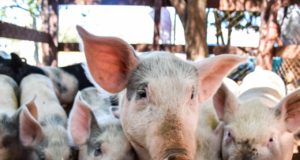 Atención Pedernera: Senasa detectó 3 cerdos con triquinosis
