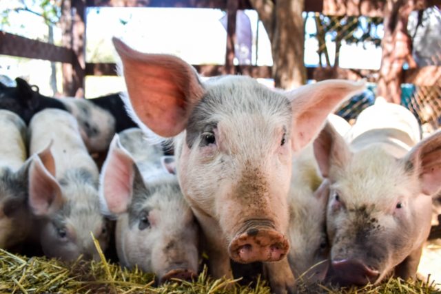 WhatsApp-Image-2019-04-17-at-20.16.39