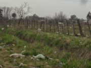 Abejas construyen nidos enteramente de plástico