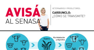 Avisá al Senasa: Carbunclo, qué es y cómo se transmite la enfermedad