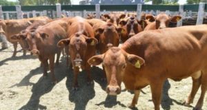 Subió la faena de hembras: crítico informe de la Cámara de la Industria y Comercio de Carnes y Derivados