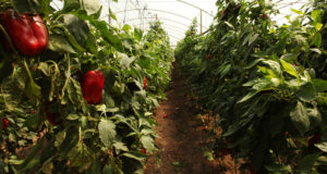 Más de 3,6 millones de hectáreas dedicadas a la producción ecológica en Argentina