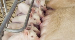 Una errática política ganadera bovina beneficia a la producción porcina