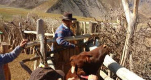El Senasa identificó y vacunó a más de 600 bovinos en la precordillera del sur mendocino