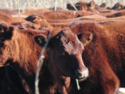 Crece la exportación de carne