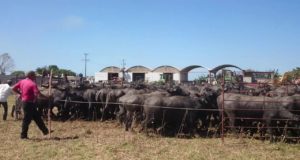 Carne de búfalo: innovar en la parrilla con una opción saludable