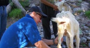 Duraznillo, maleza tóxica que afecta al ganado caprino