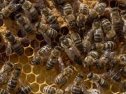 Cómo encontrar la reina en una colmena de abejas