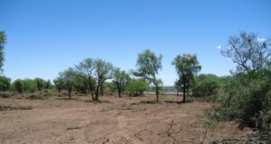 La aplicación de la ley de Bosques abrió un debate