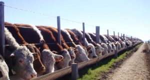 Cambio positivo en los márgenes del negocio ganadero